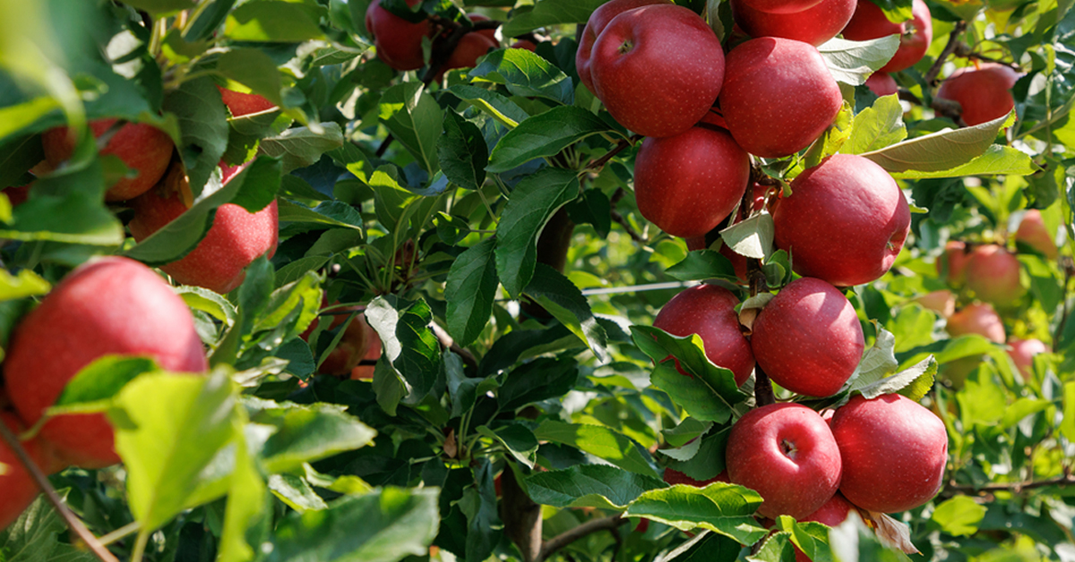 Vodič iz naše plantaže: kako prepoznati najbolju jabuku